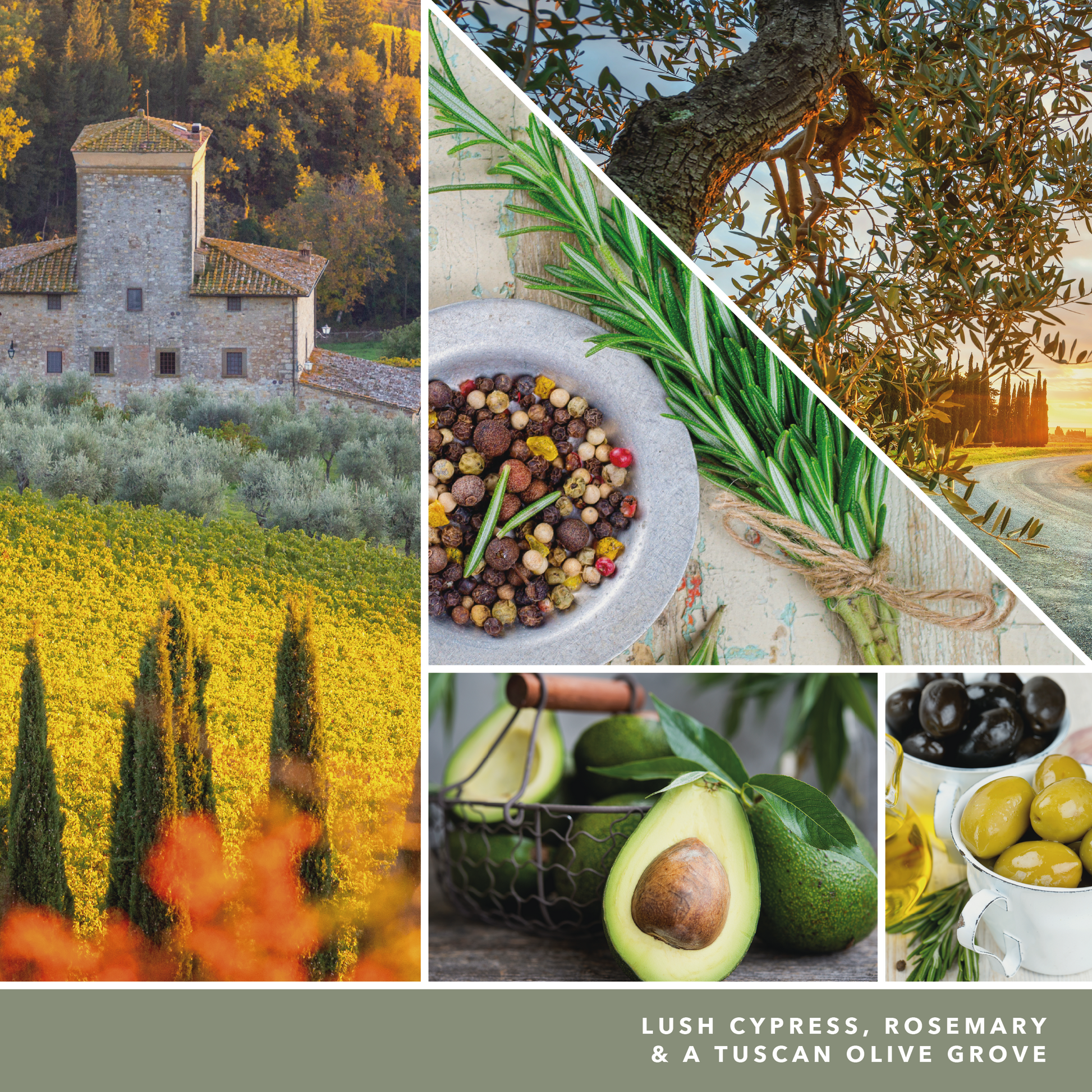 Olive & Cypress
